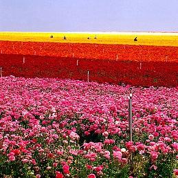 互动小说《Zipp's Café》Steam页面上线 11月16日发售